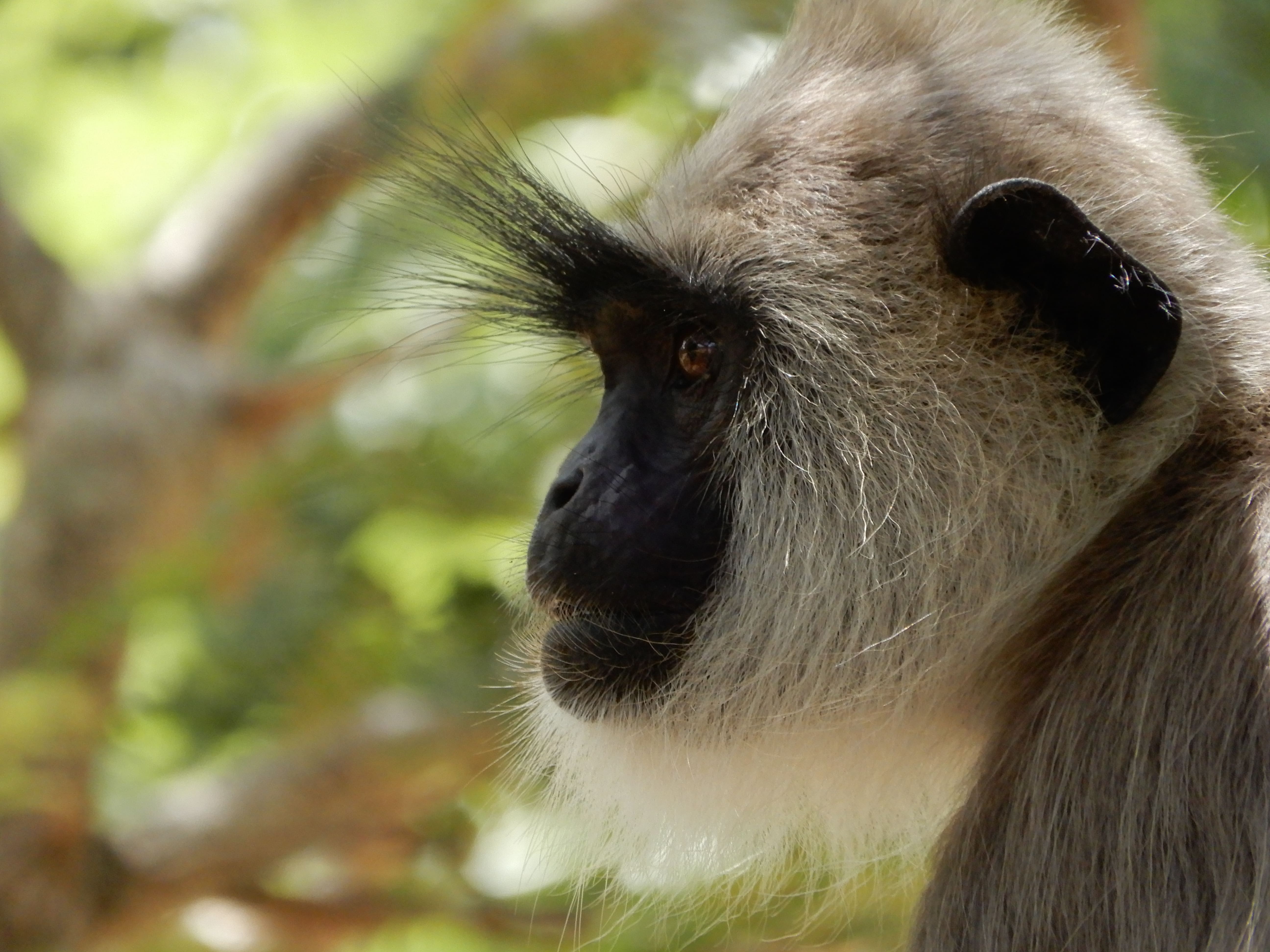 Srilanka, a tropical paradise known for its stunning landscapes, rich culture, and vibrant wildlife.