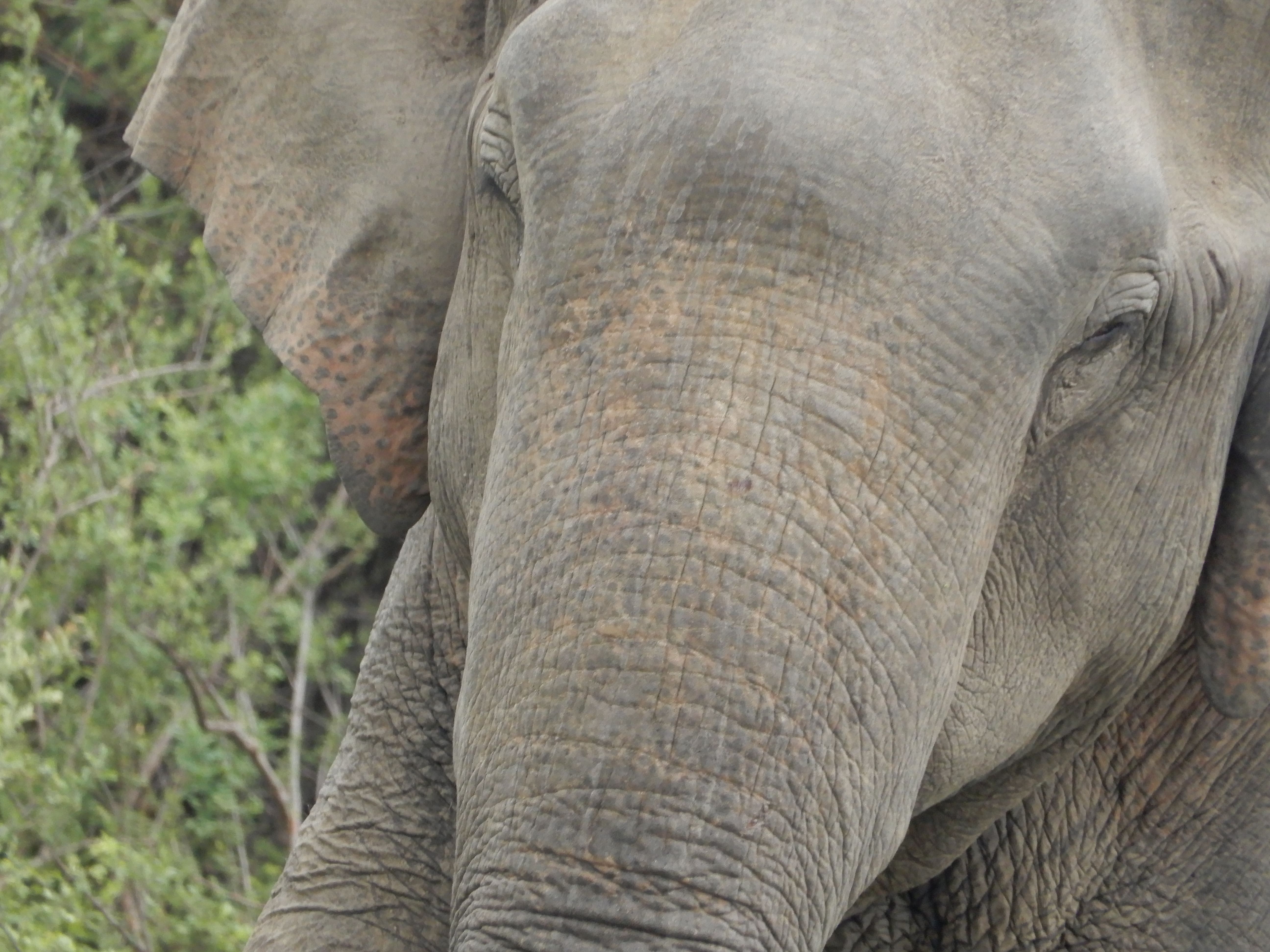 Srilanka, a tropical paradise known for its stunning landscapes, rich culture, and vibrant wildlife.